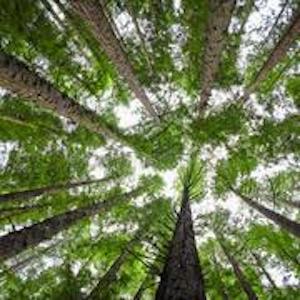 Tree Canopy